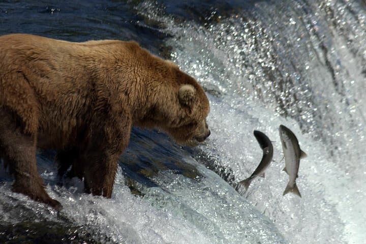 Float-Plane to Brooks Falls: Katmai Bear Viewing & Photography Guide photo 6