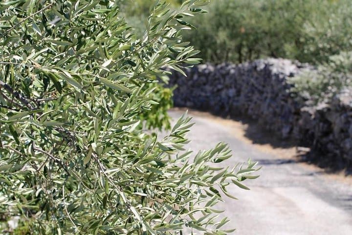 E‑Bike Šolta Island Tour: Off‑Road Olive Groves, Honey & Seaside Lunch photo 6