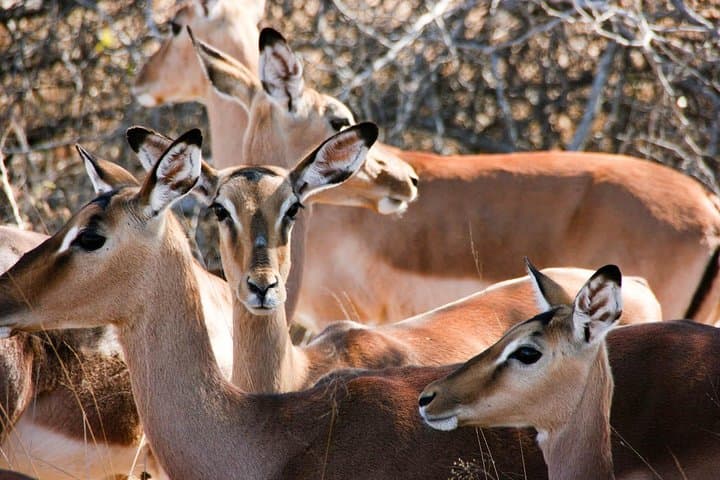 Garden Route 3-Day Luxury: Cape Town to Knysna Adventure photo 3