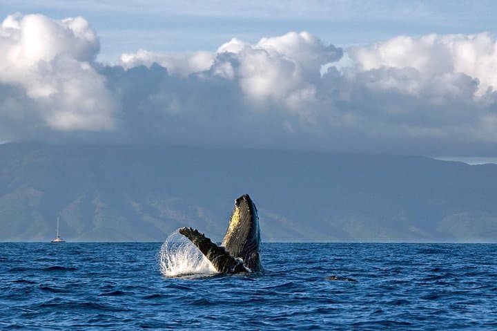 Maalaea Whale Watching Aboard the Quicksilver: 2-Hour Maui Catamaran Cruise photo 6