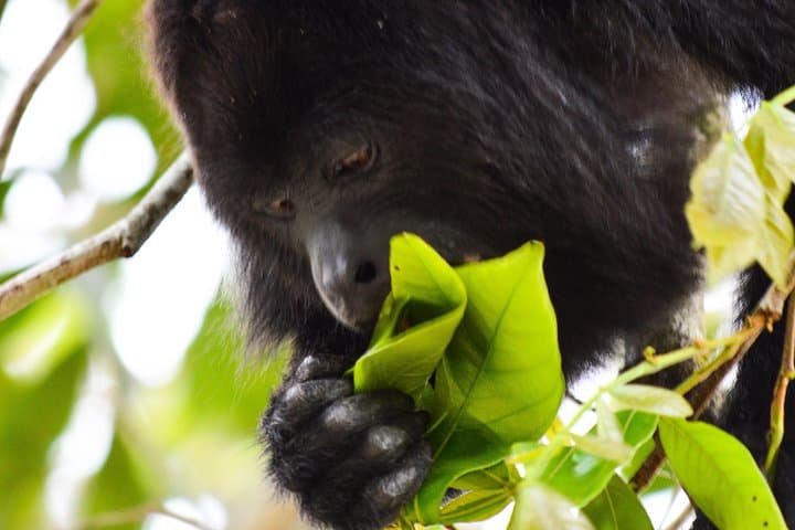 Altun Ha Temple & Howler Monkey Sanctuary Day Tour from Belize City photo 2
