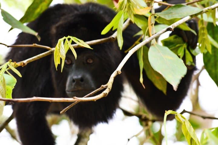 Altun Ha Temple & Howler Monkey Sanctuary Day Tour from Belize City
