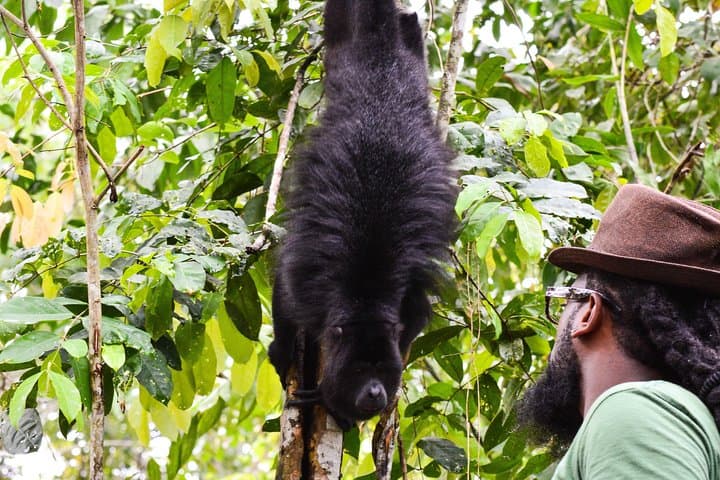 Altun Ha Temple & Howler Monkey Sanctuary Day Tour from Belize City photo 4