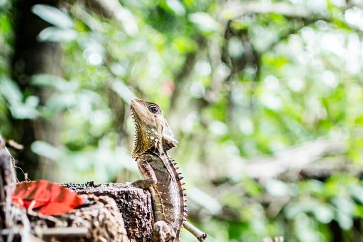 Daintree River 1-Hour Wildlife Cruise from Port Douglas photo 4