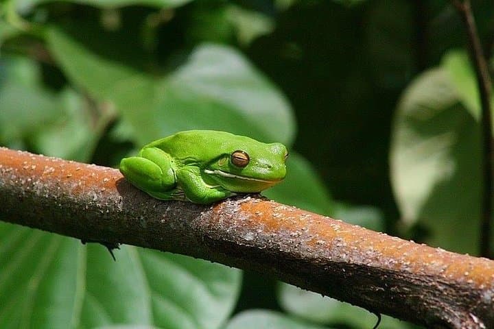 Daintree River 1-Hour Wildlife Cruise from Port Douglas photo 6