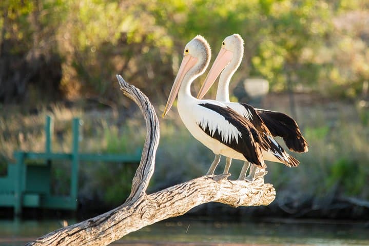 Lunch Cruise on the Murray River: Proud Mary Day Trip from Adelaide photo 3