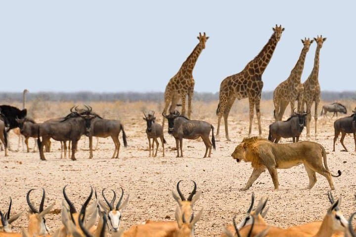 3-Day Etosha Safari: Guided Lodge Safari from Windhoek