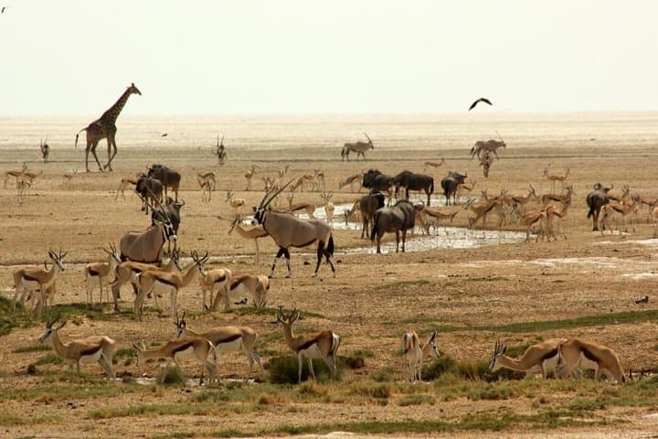 3-Day Etosha Safari: Guided Lodge Safari from Windhoek photo 2