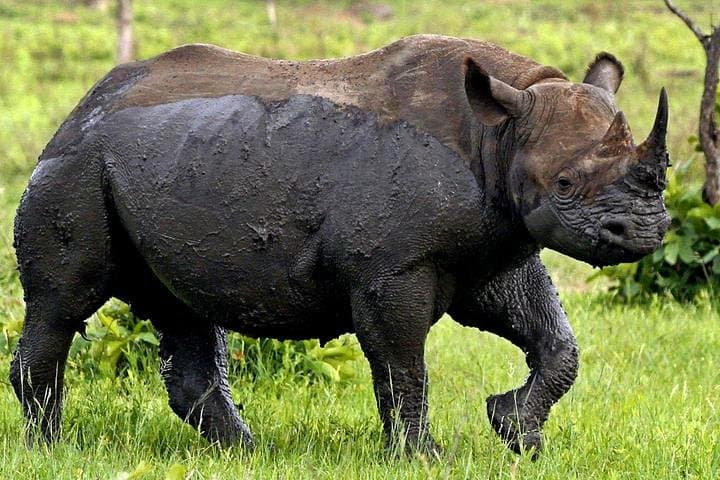 Full-Day Kruger Safari From Hazyview — Big Five Game Drive with Expert Guides photo 4