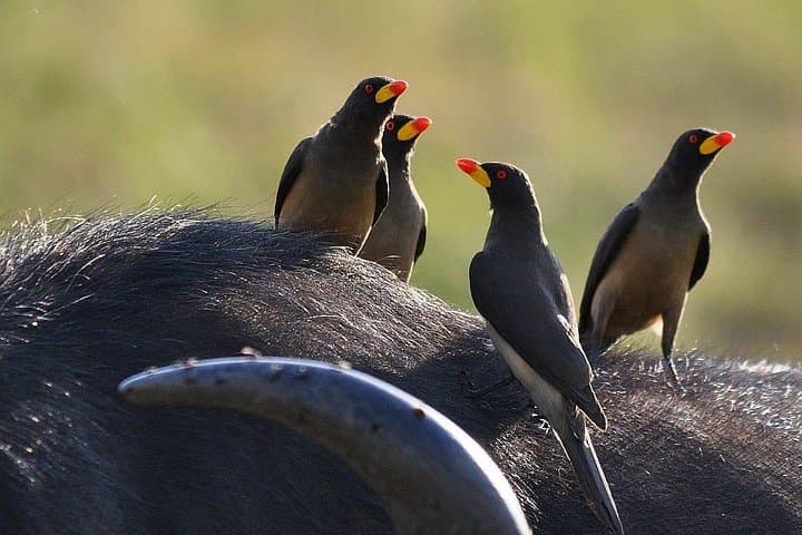 Three-Day Private Maasai Mara Safari at AA Mara Lodge photo 5