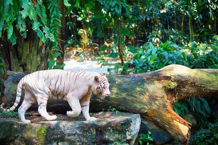 Singapore Zoo & River Wonders Day Ticket and Transfer — Complete Visitor Guide photo 5