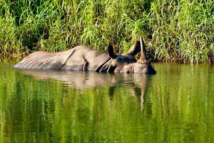 Luxury 2-Night Chitwan Safari from Kathmandu or Pokhara