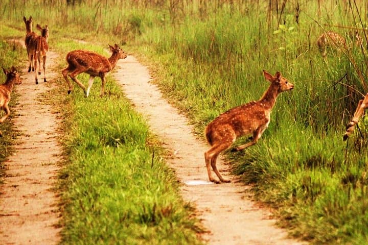 Luxury 2-Night Chitwan Safari from Kathmandu or Pokhara photo 4