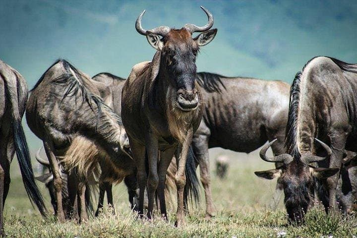 Maasai Mara 3-Day Flying Safari: Big Five, Wildebeest Crossings & Cultural Encounters photo 4