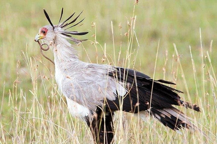 Maasai Mara 3-Day Flying Safari: Big Five, Wildebeest Crossings & Cultural Encounters photo 3