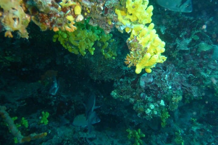 Pula Boat Trip with Snorkeling — Family-Friendly Adriatic Excursion from Verudela photo 6