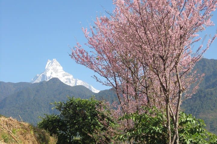 Poon Hill 6-Day Private Trek: Ghorepani Sunrise & Annapurna Panorama photo 1