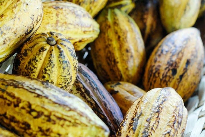 8-Day Jungle & Culinary Adventure from San Jose — Costa Rica Food, Wildlife & Beaches photo 4