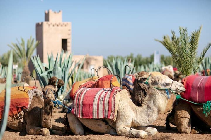 Palm-Grove Camel Ride Near Marrakech — 1-Hour Camel Trek with Hotel Pickup photo 4