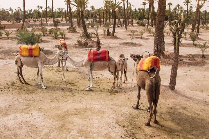 Marrakech Palmeraie Quad Biking and Camel Ride: Half-Day Adventure photo 6