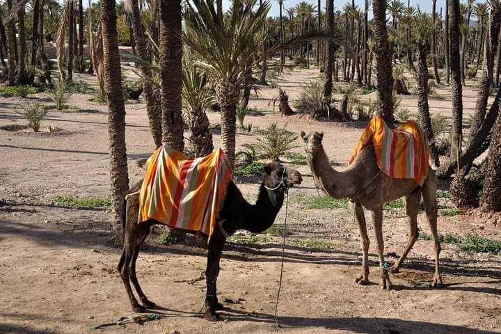 Marrakech Palmeraie Quad Biking and Camel Ride: Half-Day Adventure photo 5