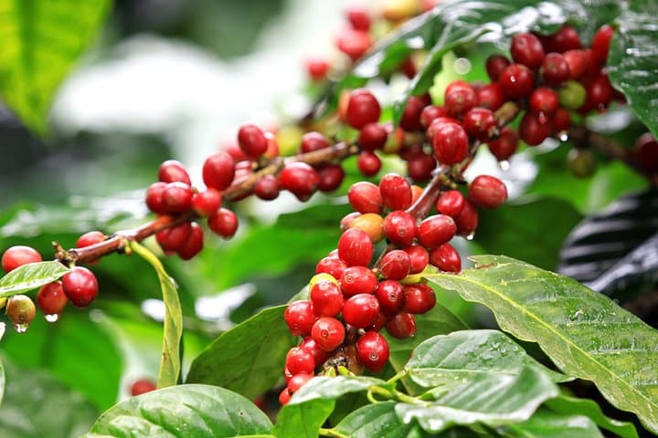 Doka Estate Coffee Tour — Grecia & Sarchí Oxcarts Private Day Trip photo 3