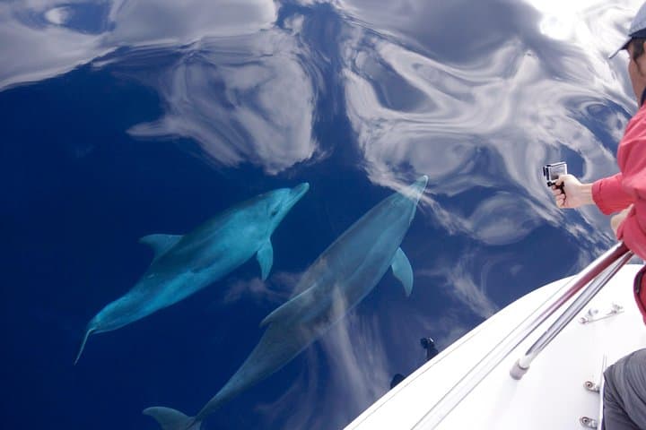 Alghero Dolphin Watching: Research-Led Boat Tour in Capo Caccia Marine Park