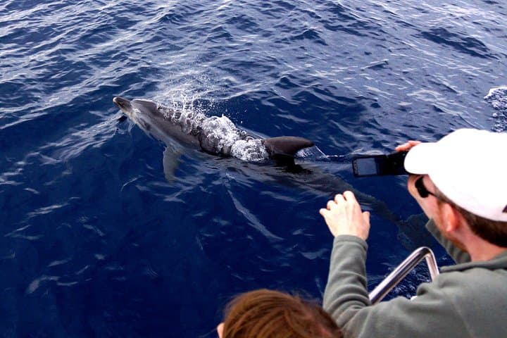 Alghero Dolphin Watching: Research-Led Boat Tour in Capo Caccia Marine Park photo 6