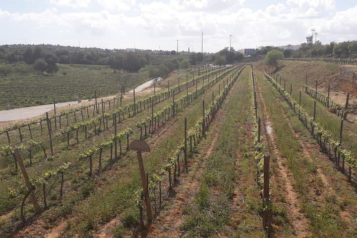Algarve Coast & Wine Tasting Private Van Tour from Albufeira photo 5