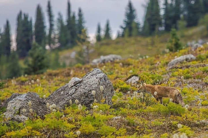 Sunshine Meadows Vistas: Easy Guided Hike to Alpine Wildflowers & Continental Divide Views photo 5