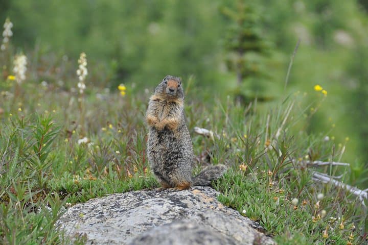 Sunshine Meadows Vistas: Easy Guided Hike to Alpine Wildflowers & Continental Divide Views photo 6