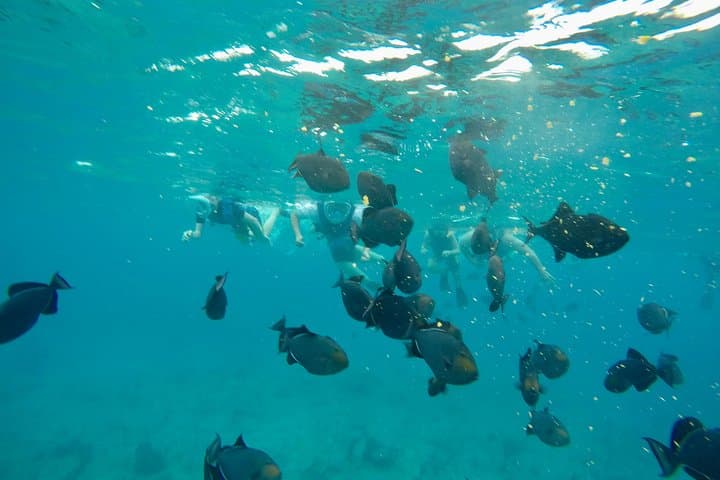 Half-Day Snorkel Cruise to Grace Bay Reef & Little Water Cay (Iguana Island) photo 3