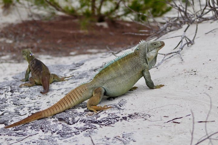 Half-Day Snorkel Cruise to Grace Bay Reef & Little Water Cay (Iguana Island) photo 6