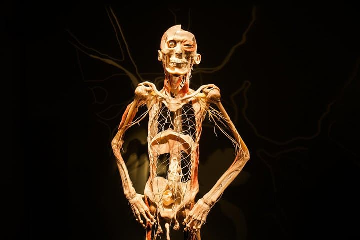 Inside Bodies The Exhibition at Luxor Las Vegas — Anatomy Exhibit Visitor Guide photo 4