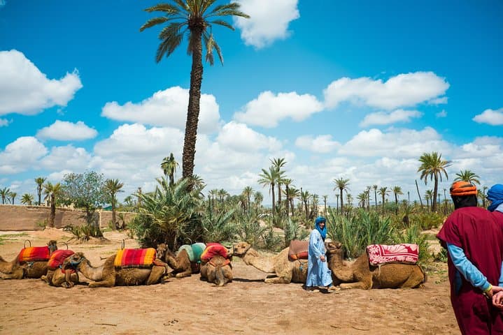 Camel Ride and Quad Biking in Marrakech’s Palmeraie — Day Tour with Berber Tea photo 2
