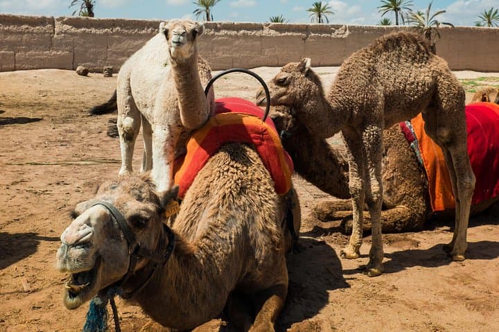 Camel Ride and Quad Biking in Marrakech’s Palmeraie — Day Tour with Berber Tea photo 4