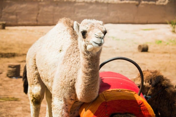 Camel Ride and Quad Biking in Marrakech’s Palmeraie — Day Tour with Berber Tea photo 5
