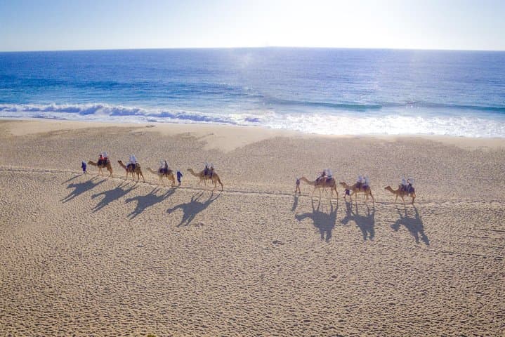Cabo Camel Safari: Beach Ride, Mexican Buffet & Tequila Tasting photo 2