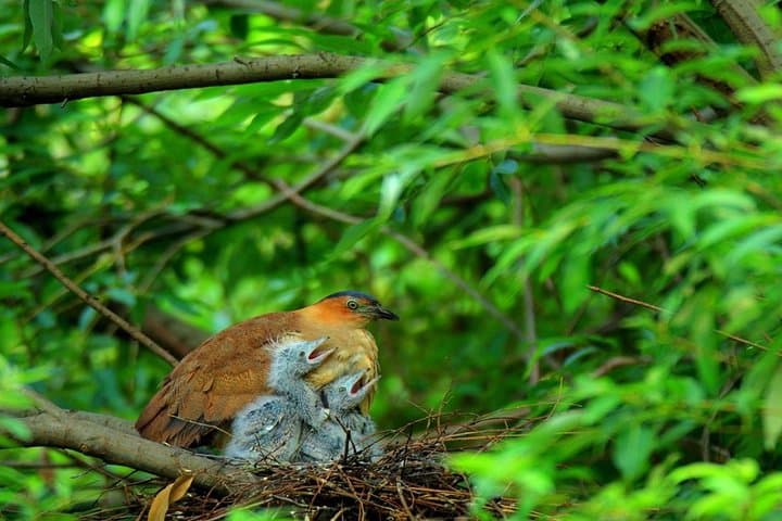 Cuc Phuong National Park Day Trek — Primate Rescue & Ancient Tree Hike from Hanoi