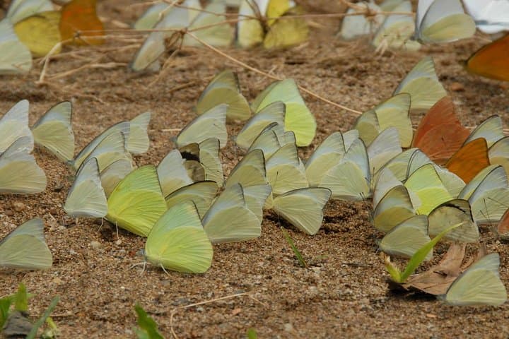 Cuc Phuong National Park Day Trek — Primate Rescue & Ancient Tree Hike from Hanoi photo 3