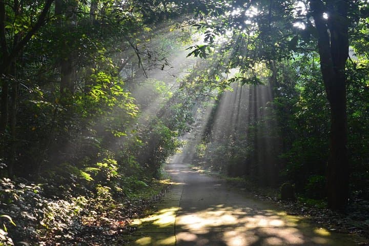 Cuc Phuong National Park Day Trek — Primate Rescue & Ancient Tree Hike from Hanoi photo 4