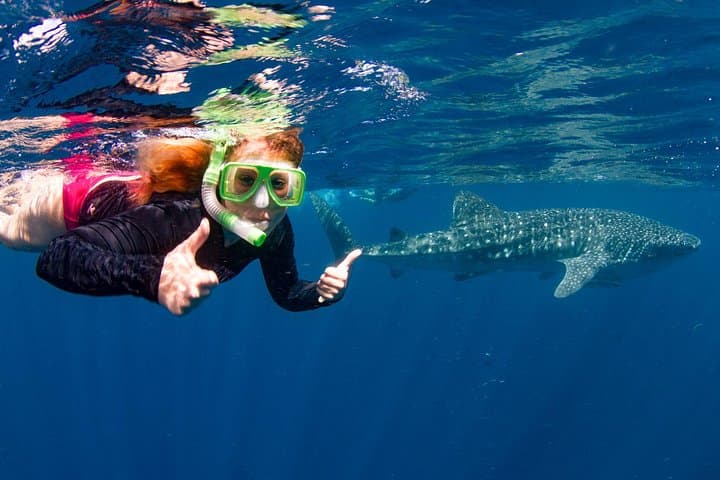 Swim with Whale Sharks at Ningaloo Reef: Exmouth Day-Trip Guide