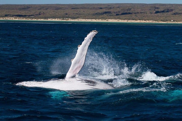 Swim with Whale Sharks at Ningaloo Reef: Exmouth Day-Trip Guide photo 2