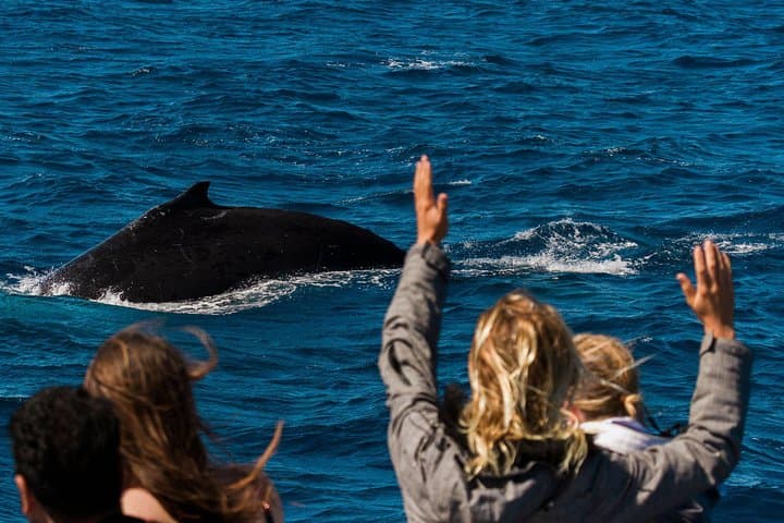 Swim with Whale Sharks at Ningaloo Reef: Exmouth Day-Trip Guide photo 4