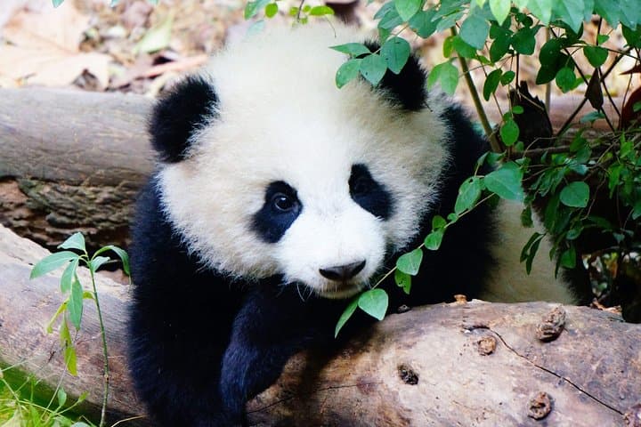 Private 2-Day Chengdu Tour: Giant Panda Base & Leshan Giant Buddha photo 2