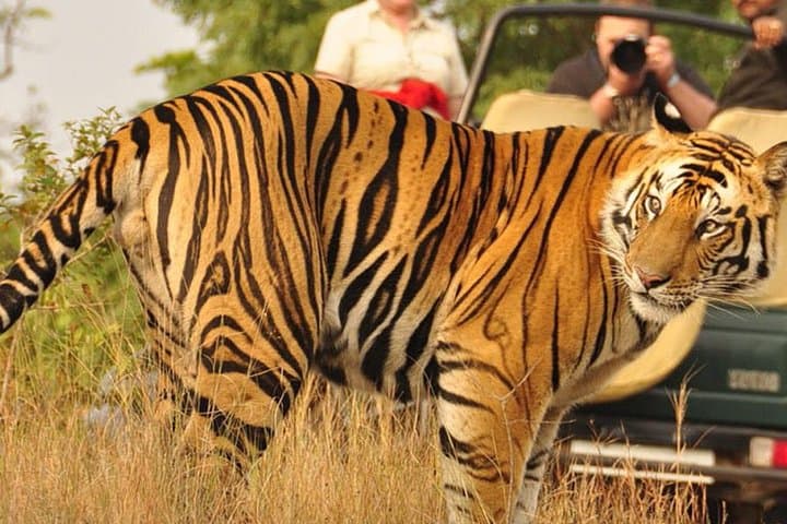Ranthambhore in Two Days: Private Tiger Safaris from Jaipur photo 2