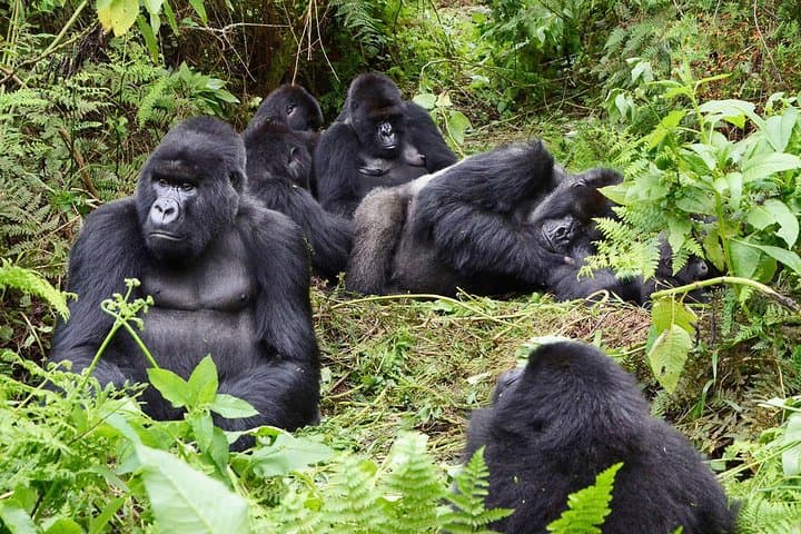 6-Day Congo: Eastern Lowland Gorillas & Nyiragongo Volcano Trek photo 6