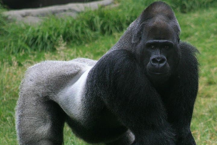 4-Day Kahuzi-Biega Lowland Gorilla Trek & Tshibati Waterfall Experience photo 3