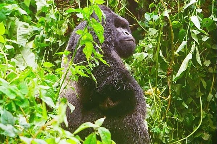 4-Day Kahuzi-Biega Lowland Gorilla Trek & Tshibati Waterfall Experience