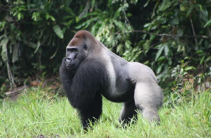 4-Day Kahuzi-Biega Lowland Gorilla Trek & Tshibati Waterfall Experience photo 2
